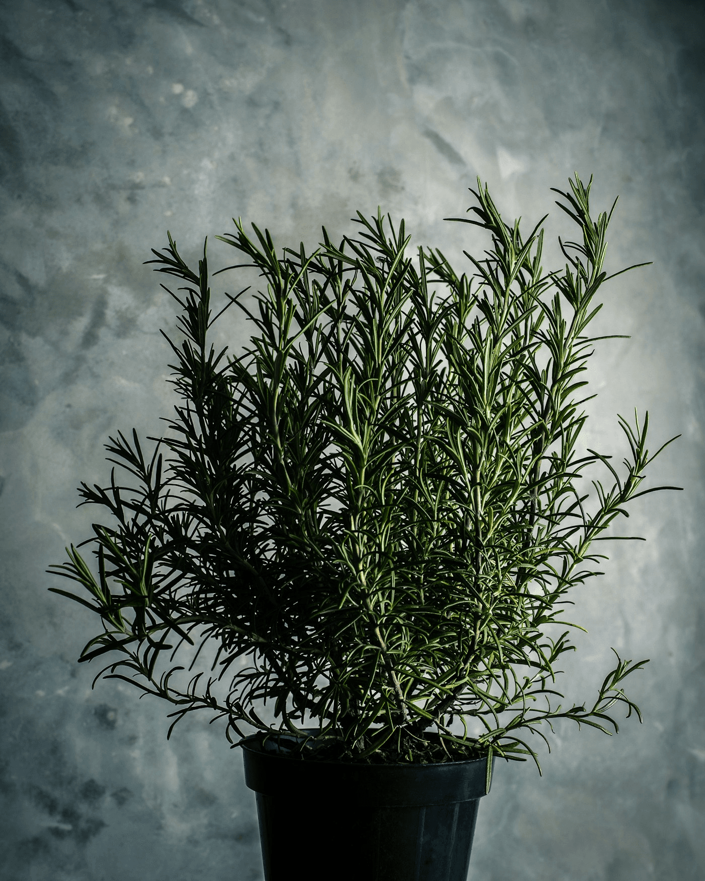 Nature's Finest Herbs