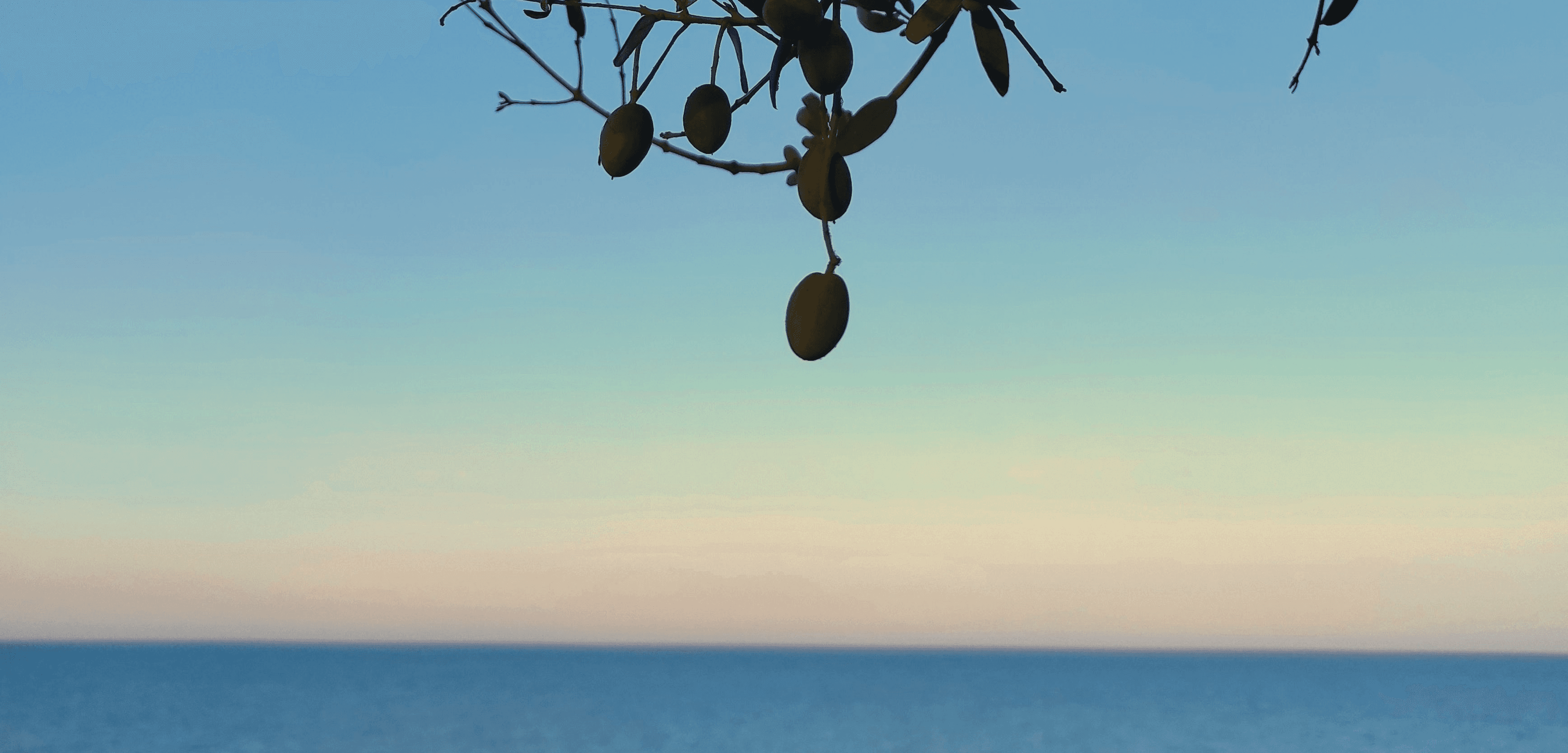 Olive branches silhouetted against the dusk sky over the Cretan coastline