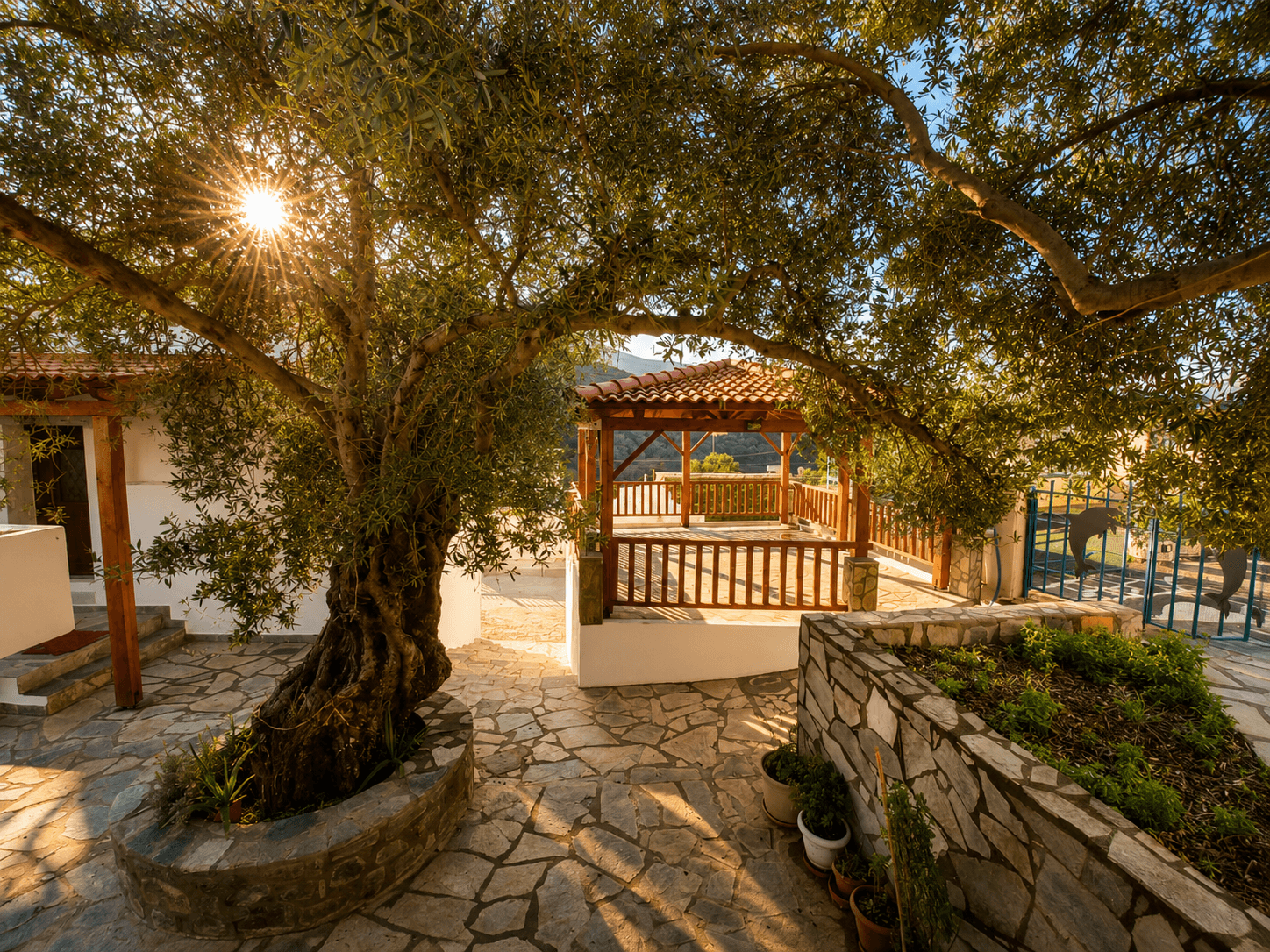 Courtyard of Plokamos House beneath an olive tree canopy, with a wooden gazebo and sunlight filtering through the leaves